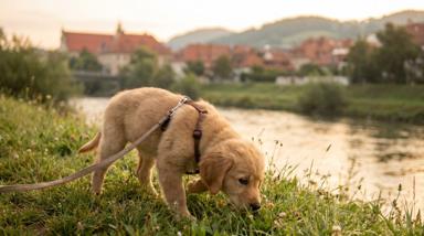 Junger Welpe mit gut sitzendem Y-Geschirr und lockerer Leine schnüffelt am Grazer Murufer im Morgenlicht
